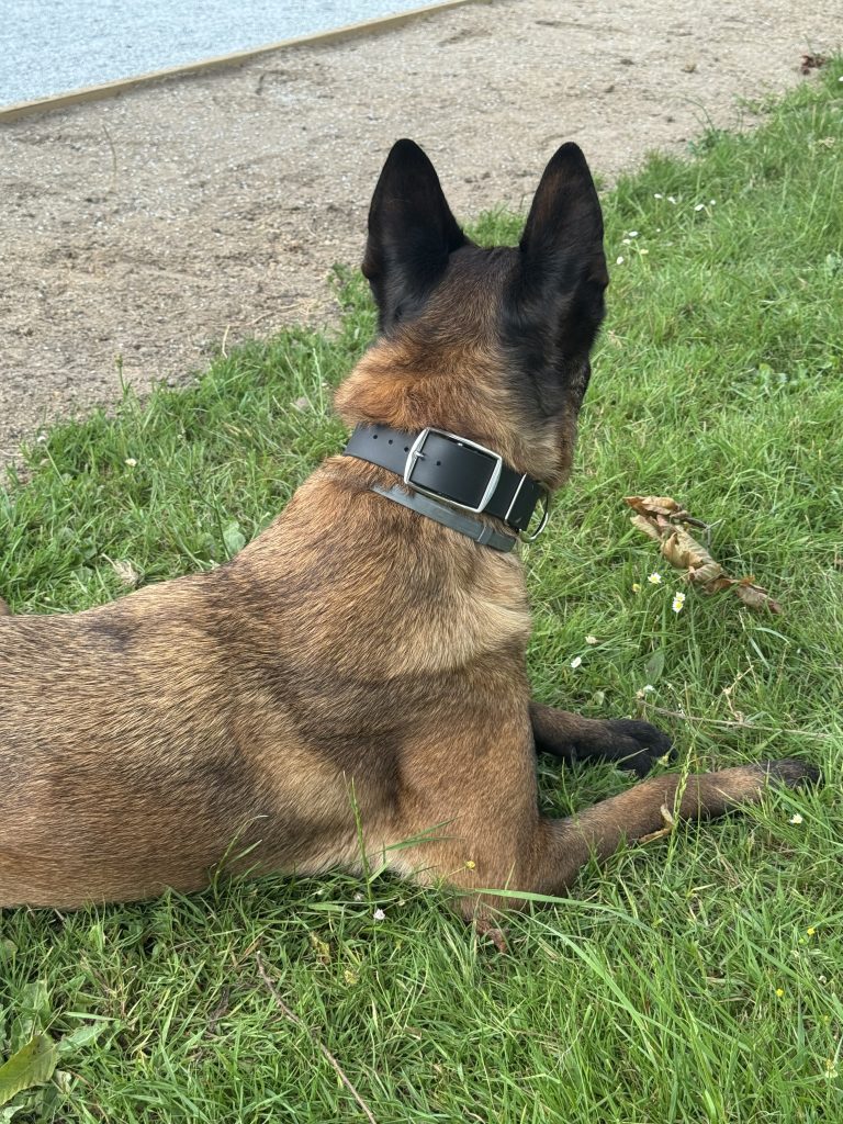 modèle sur-mesure  en biothane  porter par ma malinoise a Martigné sur mayenne 