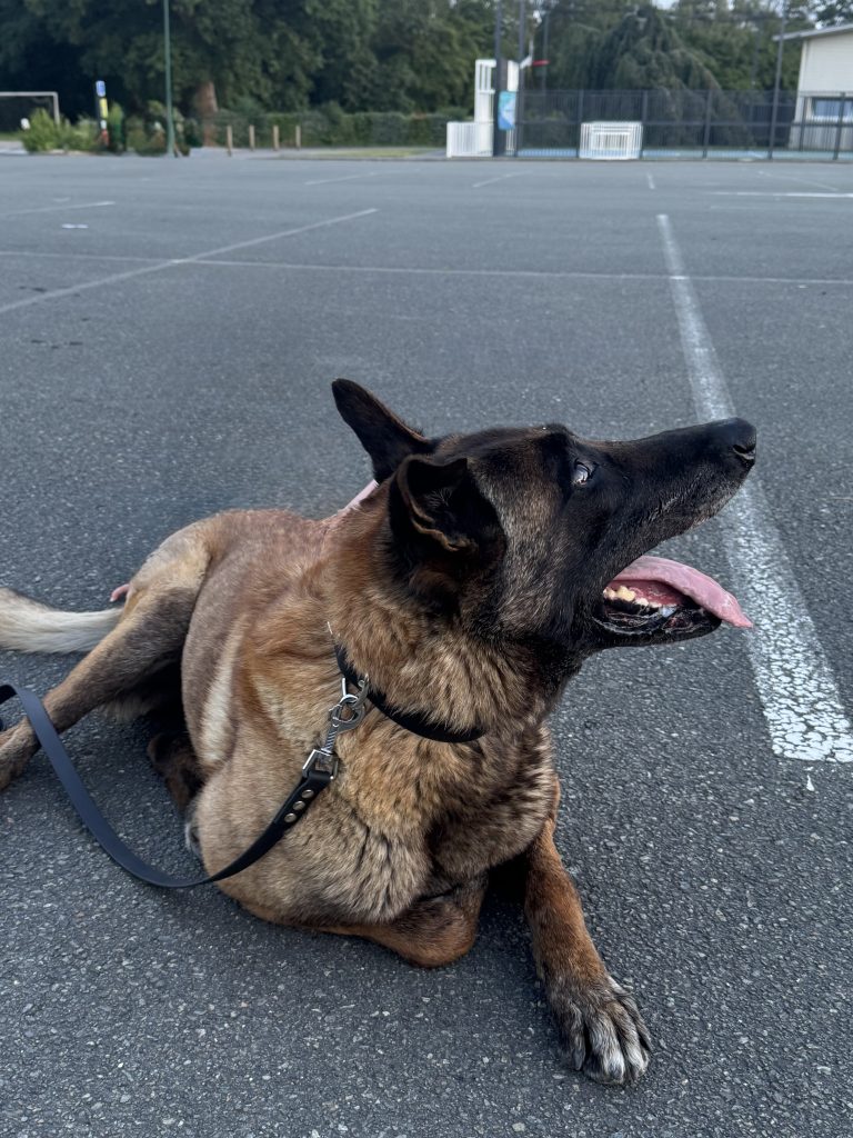 renforcer la relation avec son canine Martigné sur mayenne