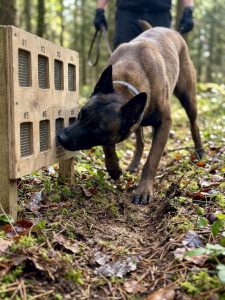 éducation canine activité loisir en forêt de l huisserie