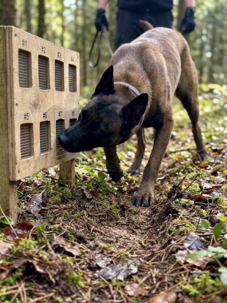 éducation canine activité loisir en forêt de l huisserie