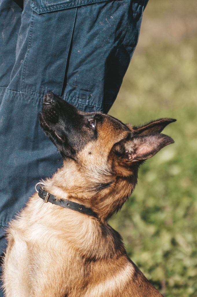 malinois en éducation àMartigné sur Mayenne 