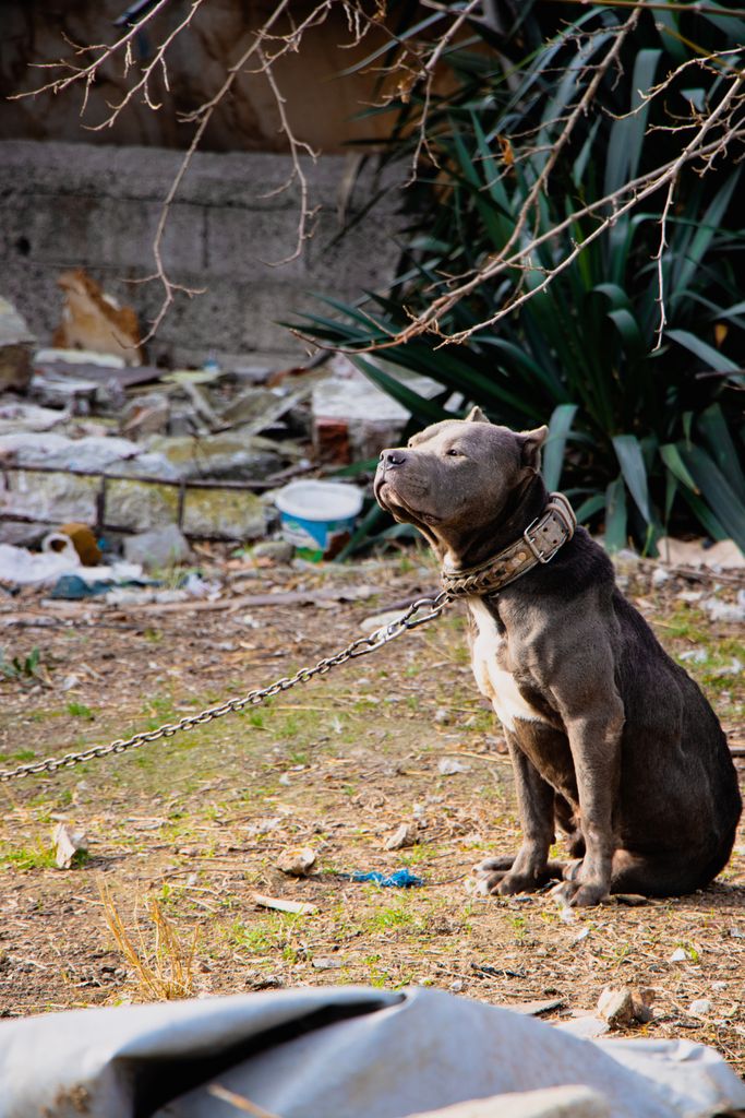 conséquence de mauvaise éducation canine france