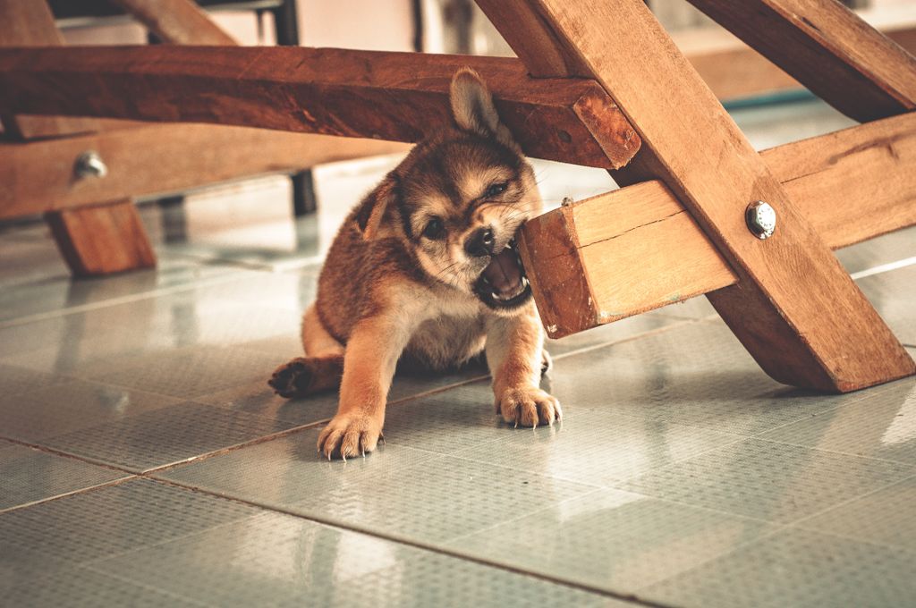chiot destruction erreurs d'éducation
