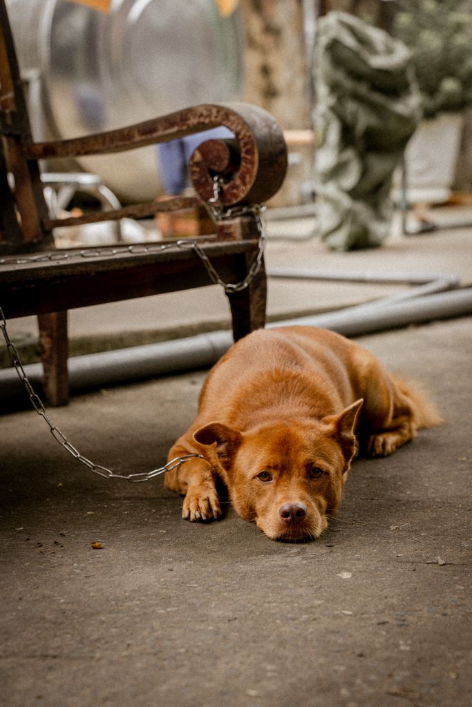 erreur en éducation canine château-gontier humaine