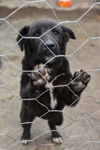 chien erreur humaine en mayenne , sarthe regions pays de la loire