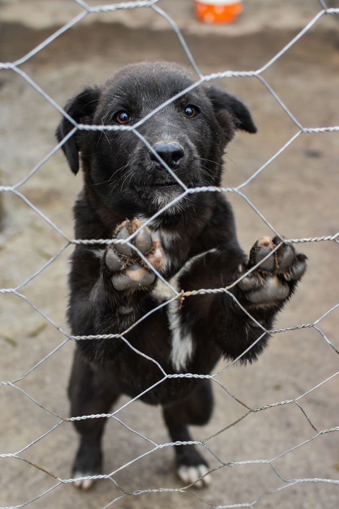 chien erreur humaine en mayenne , sarthe regions pays de la loire