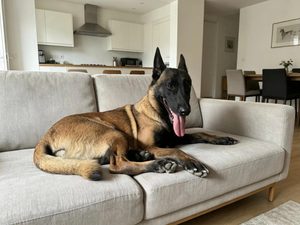 Les 7 signes qui montrent que votre chien a besoin d&rsquo;un cadre plus clair