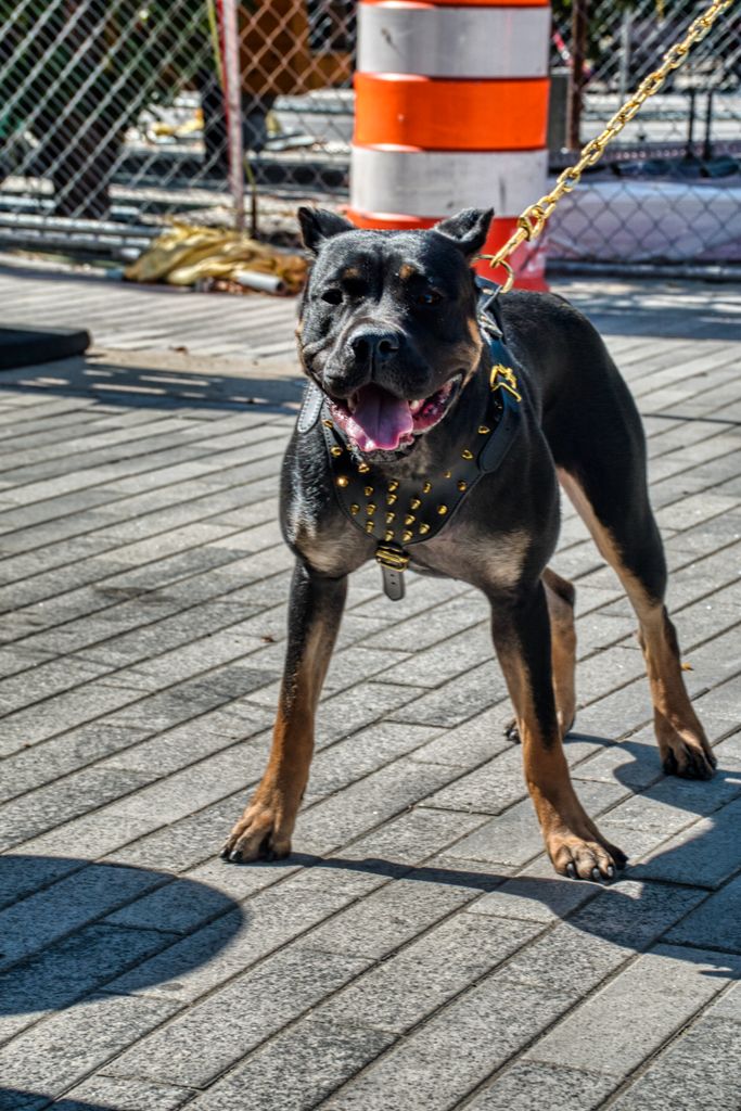 conséquence chien mal éduqué maison canikiff