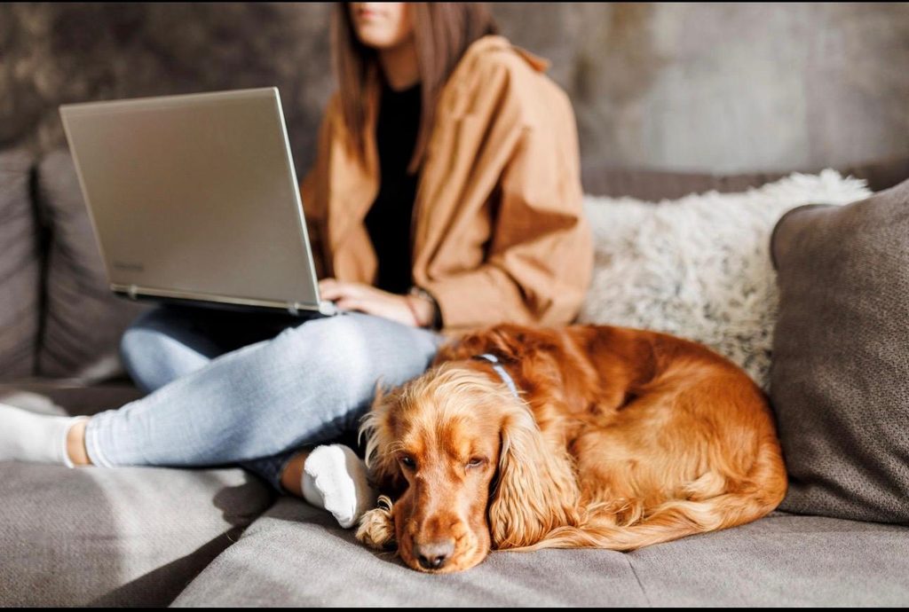 Mon chien doit-il être sorti ou apprendre à s’ennuyer ?