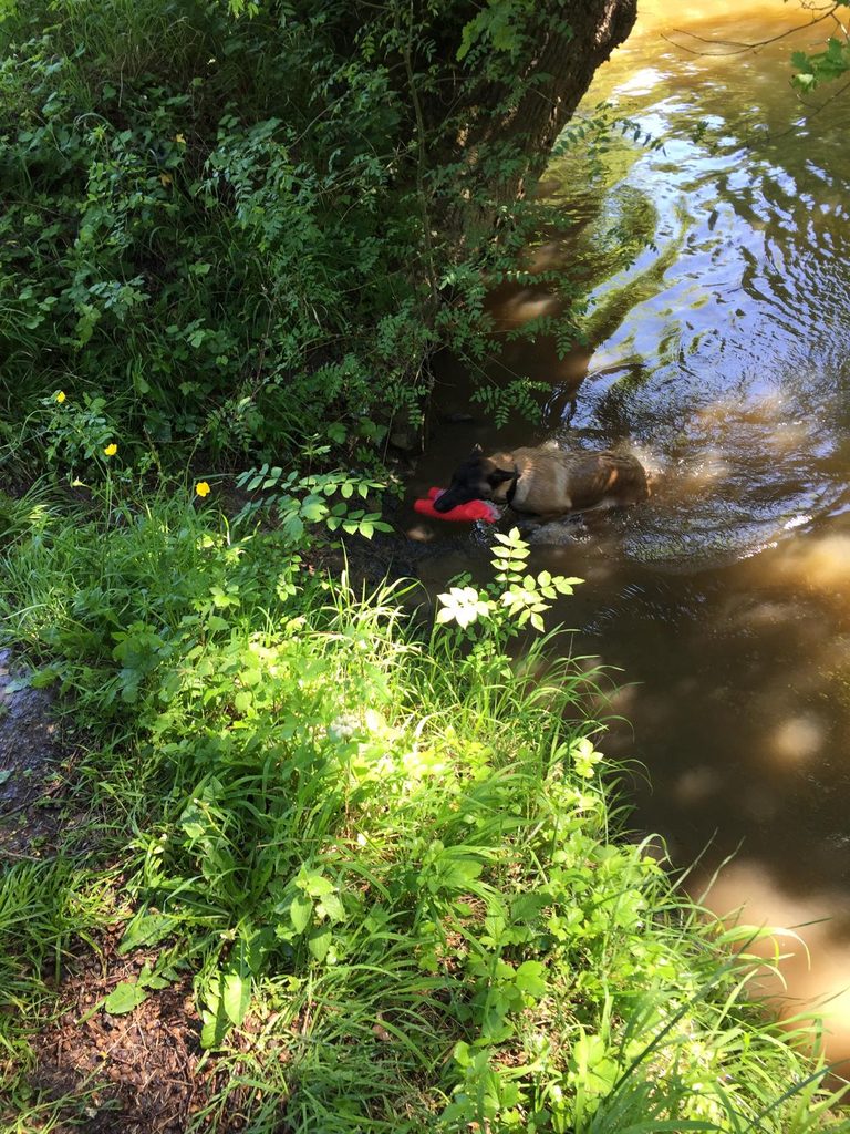 Naxos qui joue a l'eau en Mayenne 