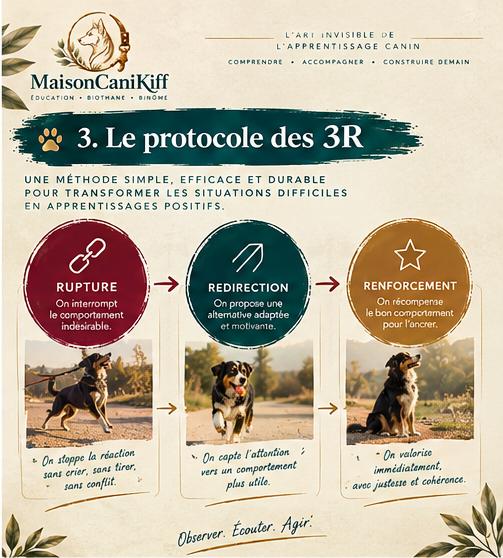  éducateur canin renaud bervil Apprentissage canin Maison canikiff laval