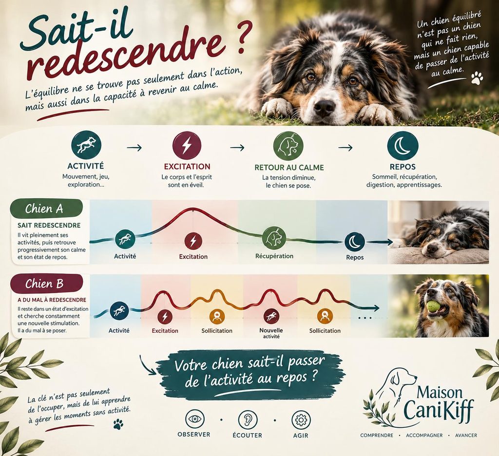 courbe de la gestion des émotions Maison canikiff éducation canine Mayenne  Laval