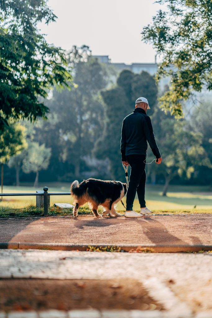 chien detendu a laval