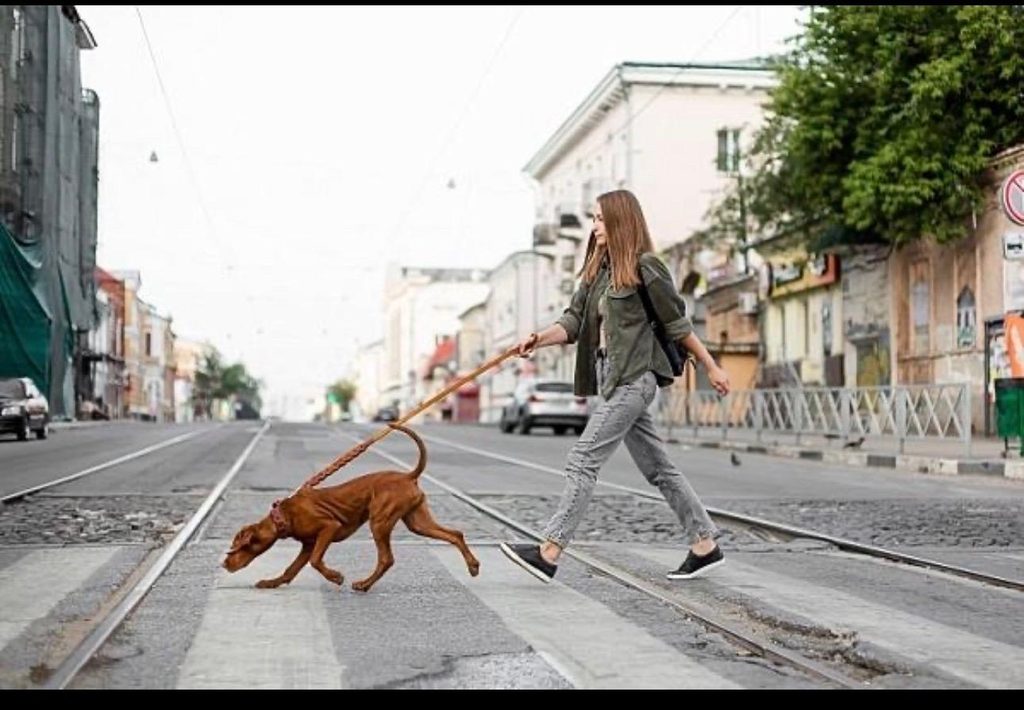 Pourquoi mon chien tire en laisse ?