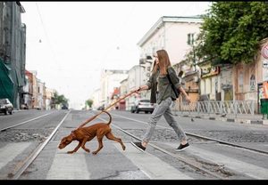 Pourquoi mon chien tire en laisse ?