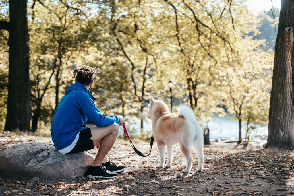 chien calme en mayenne