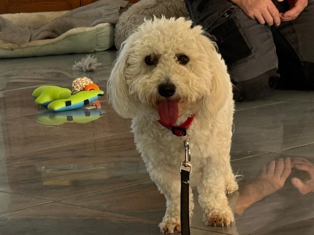 Quand un chien aime, mais n’ose pas coton du tuléar portrait 