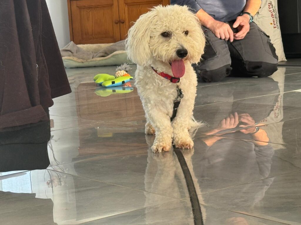 L’histoire d’un chien distant avec son maître un coton du Tuléar joyeux 